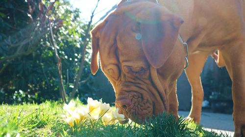 Surface level of dog sniffing grass