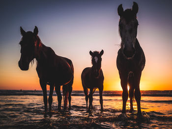 Horses at beach against sky during sunset