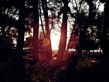 Trees in forest against sky