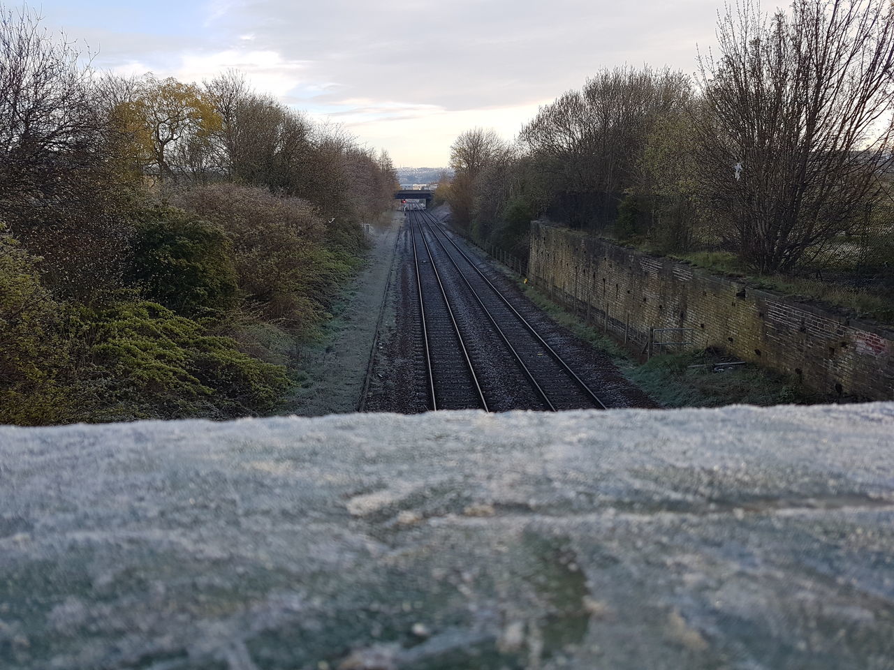 SURFACE LEVEL OF EMPTY ROAD AGAINST TREES