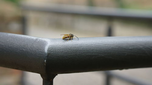 Close-up of insect