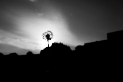 Close-up of silhouette dandelion against sky