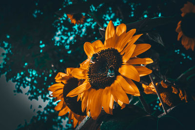 Close-up of sunflower