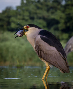 Bird carrying fish in mouth while perching in lake