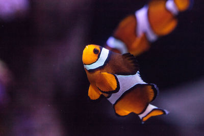 Close-up of fishes swimming in aquarium