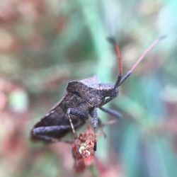 Close-up of insect on leaf