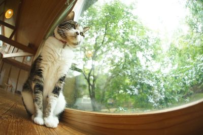 Low angle view of cat sitting on window