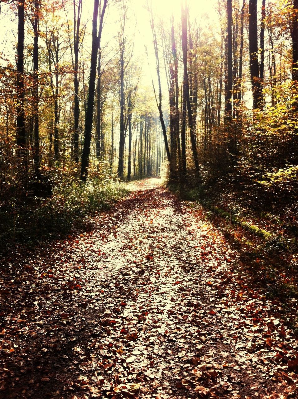 tree, the way forward, tranquility, forest, tranquil scene, diminishing perspective, nature, autumn, woodland, growth, vanishing point, scenics, beauty in nature, dirt road, landscape, tree trunk, footpath, change, non-urban scene, treelined