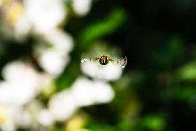 Close-up of bee flying