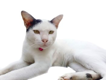 Close-up portrait of a cat against white background