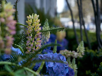 Close-up of purple flowering plants in urban garden 