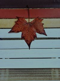 Close-up of maple leaf on wall