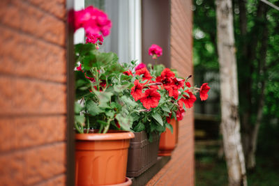 Red flower pot on plant