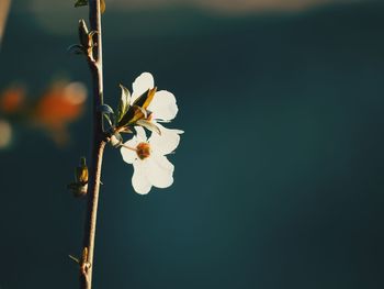 Close-up of white cherry blossoms in spring