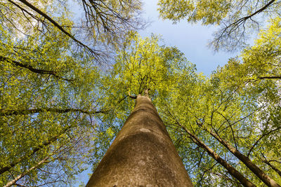 Low angle view of trees against sky