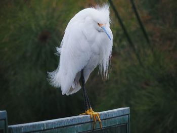 White bird perching on wood