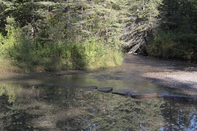 Scenic view of lake in forest