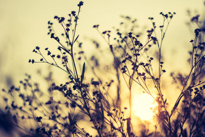 Close-up of silhouette plants against sky