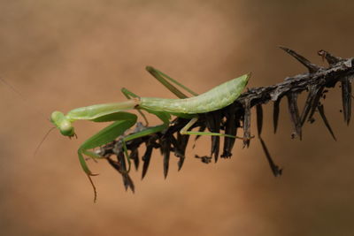 Close-up of insect on leaf