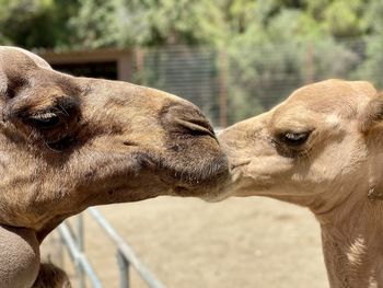 Close-up of camel