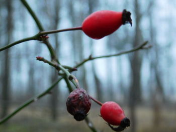 Close-up of red berries on branch