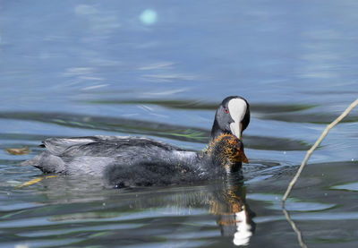 Duck swimming in lake