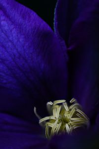 Macro shot of purple flowering plant against black background