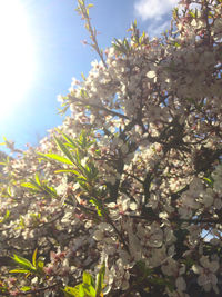 Low angle view of blooming tree against sky