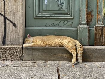 Cat relaxing on doorstep