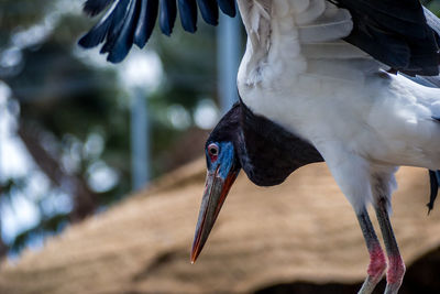 Close-up of bird