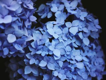 Close-up of purple flowers