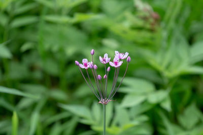 Close-up of pink flowering plant