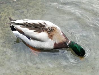 High angle view of a bird drinking water