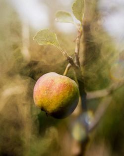 Close-up of fruit growing on tree