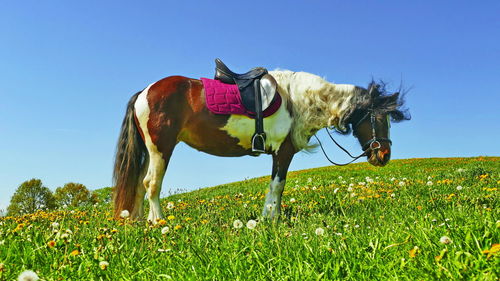 View of a horse on a field