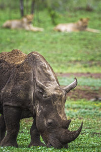 Rhinoceros grazing on land