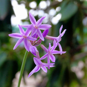 Close-up of purple flowers