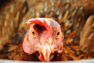 Close-up of hen