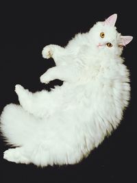 Close-up of white cat over black background
