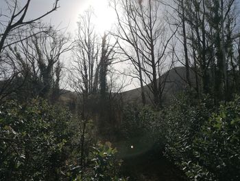 Plants and trees in forest against sky