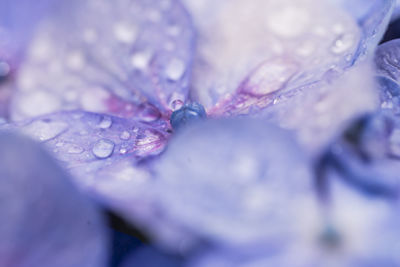 Close-up of raindrops on purple flower