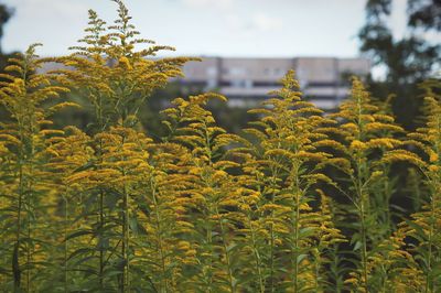 Scenic view of plants against cloudy sky