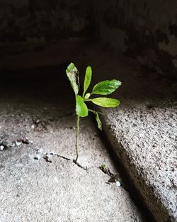 Close-up of fallen plant