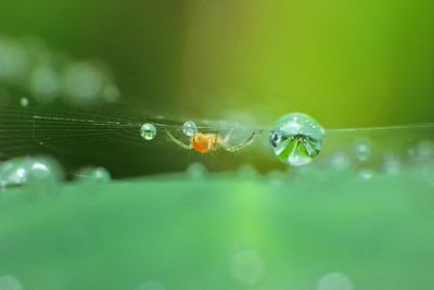 Close-up of waterdrops on leaf