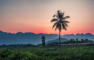 Scenic view of palm trees on landscape against sky during sunset