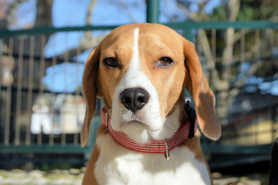 Close-up portrait of dog