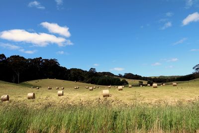 Hay bales on field against blue sky