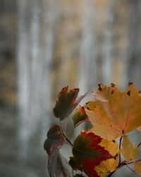 Close-up of autumnal leaves on tree