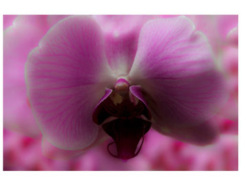 Close-up of pink flower