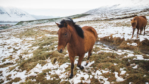 Horse standing on snow covered field